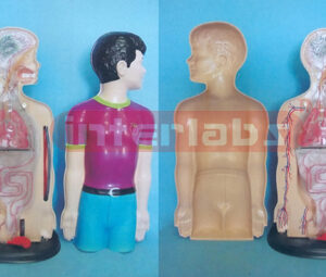 75 CM TALL, DEMONSTRATING -TYPE TORSO MODEL