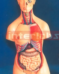 85 CM TALL, ADVANCED EMULATIONAL TORSO WITH HEAD & 68 PCS AND MULTIFUNCTIONAL COMPOSITIVABLE MODEL