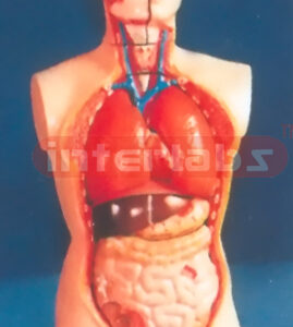 85 CM TALL, COLOURED MALE TORSO CHINESE-STYPE (18 PCS / SET)