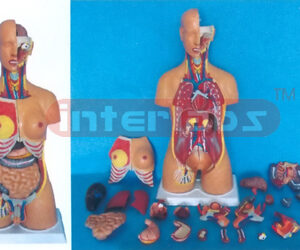 HUMAN DUAL SEX TORSO (24 PCS)