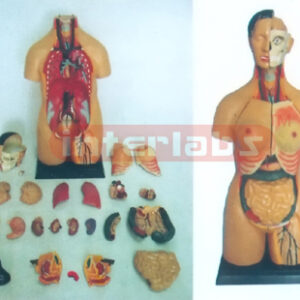 100 CM TALL SEXLESS TORSO MODEL