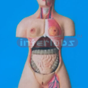 85 CM TALL HUMAN TORSO WITH BASE