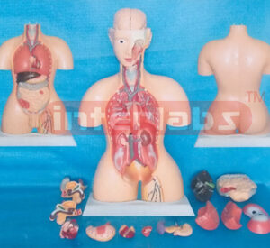 85 CM TALL INDO-TYPE HUMAN TORSO MODEL