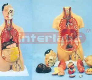 85 CM TALL BACK INDISSECTION SEXLESS, HUMAN TORSO MODEL, WITH HEAD, EUR-STYLE, 12 PCS