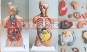 UNISEX TORSO MODEL W/OPEN NECK & BACK (18 PCS)