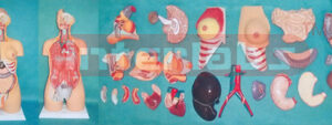 HUMAN UNISEX TORSO MODEL (30 PCS)