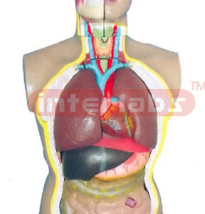 85 CM TALL, CHN-TYPE ADULT MALE (SHORT SEX) TORSO MODEL WITH HEAD AND WITH OUT BACK ANATOMY