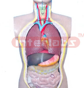 85 CM TALL ADULT, MALE (FULLY SEX) TORSO MODEL WITH HEAD AND WITHOUT BACK ANATOMY