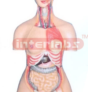 85 CM TALL INDO-TYPE HUMAN TORSO MODEL WITH HEAD