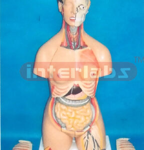 85 CM TALL ADVANCED EMULATIONAL TORSO WITH HEAD & 52 PCS AND NUMBERED MULTIFUNCTIONAL COMPOSITIVABLE MODEL