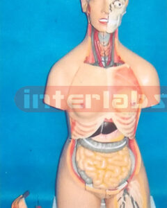 85 CM TALL MUCH SEX ADVANCED EMULATIONAL HUMAN MODEL WITH HEAD & BACK DISSECTION (40 PCS)