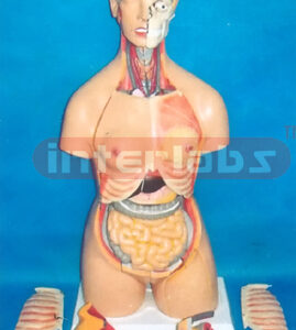 85 CM TALL ADVANCED EMULATIONAL TORSO WITH HEAD & 68 PCS AND MULTIFUNCTIONAL COMPOSITIVABLE MODEL