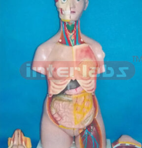 85 CM TALL CHANGE SEX PRIMARY HUMAN MODEL WITH SHOULDER BONE BACK DISSECTION, WITH HEAD (36 PCS)