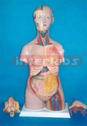 85 CM TALL CHANGE SEX PRIMARY HUMAN MODEL WITH SHOULDER BONE BACK DISSECTION, WITH HEAD (36 PCS)