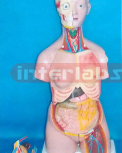 85 CM TALL CHANGABLE SEXES PRIMARY HUMAN MODEL WITH SHOULDER BONE, BACK DISSECTION, WITH HEAD (20 PCS)