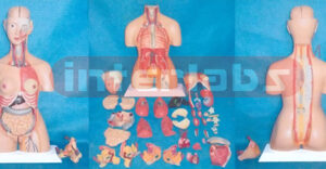 85 CM TALL INDO-TYPE HUMAN TORSO MODEL