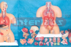 85 CM TALL, INDO-TYPE HUMAN TORSO MODEL