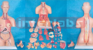 85 CM TALL, INDO-TYPE HUMAN TORSO MODEL