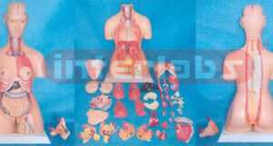 85 CM TALL, INDO-TYPE HUMAN TORSO MODEL