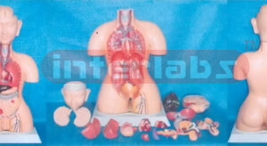 85 CM TALL. INDO-TYPE HUMAN TORSO MODEL