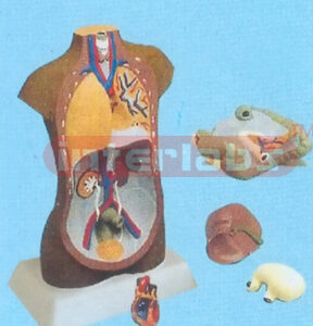 85 CM TALL NEGRO TORSO MODEL W/OUT HEAD (5 PCS)