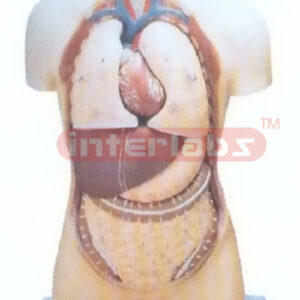 85 CM TALL INDOTYPE HUMAN TORSO MODEL WITHOUT HEAD