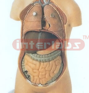 50 CM TALL EURTYPE HUMAN TORSO MODEL W/HEAD (10 PCS)