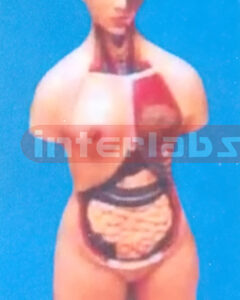 50 CM TALL, THREE SEX, BACK DISSECTION TORSO MODEL WITH HEAD
