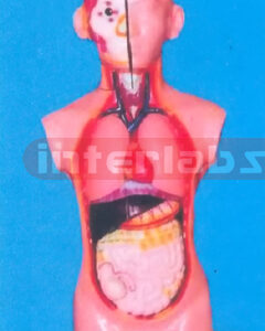 65 CM TALL SEXLESS TORSO