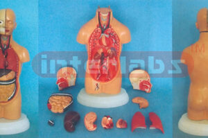 50 CM TALL, ASIA~TYPE, SEXLESS, HUMAN TORSO MODEL WITH RIGHT ANATOMICAL LEG