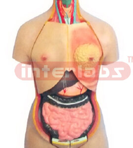 50 CM TALL, THREE SEX, WITH OUT BACK DISSECTION ANAL TORSO MODEL WITH HEAD