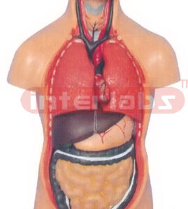 50 CM TALL, ASIA-TYPE SEXLESS HUMAN TORSO MODEL W/RIGHT ANATOMICAL LEG (12 PCS)