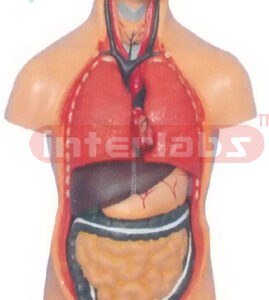 50 CM TALL, ASIA-TYPE, SEXLESS, HUMAN TORSO MODEL WITH LEFT ANATOMICAL LEG