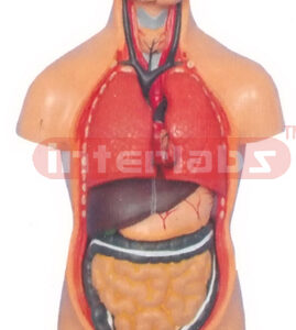 50 CM TALL, ASIA-TYPE, HUMAN TORSO MODEL W/RIGHT HALF ANATOMICAL HEAD (12 PCS/SET)