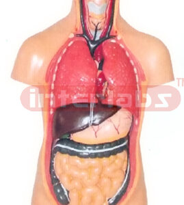 50 CM TALL TORSO MODEL WITH BLACK HAIR (11 PCS)