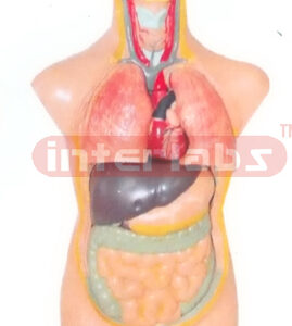 50 CM TALL, AMERICA-S HUMAN TORSO MODEL (11 PCS)
