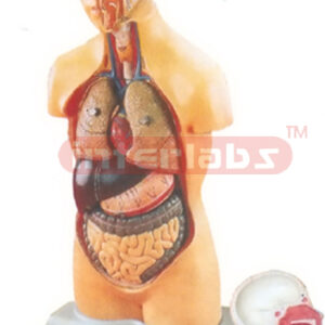50 CM TALL, INDO-TYPE HUMAN TORSO MODEL