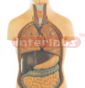 50 CM TALL, EUR-TYPE HUMAN TORSO MODEL (12PCS)
