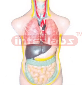 50 CM TALL, AMERICA-S HUMAN TORSO MODEL (11 PCS)
