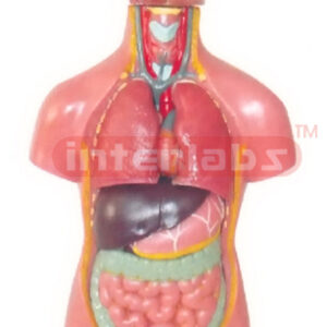 45 CM TALL, SEXLESS TORSO MODEL, LONG HAIR & LONG LEG WITH HEAD 11 PCS