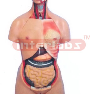 45 CM TALL THREE SEX TORSO WITH HEAD (15 PCS / SET)