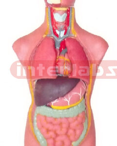 45 CM TALL, ASIA- TYPE, SEXLESS, TORSO MODEL WITH HEAD & WITHOUT BACK ANATOMY (SHORT ARM, 11 PCS)