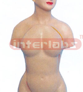 45 CM TALL, FEMALE TORSO, 14 PARTS WITH HEAD