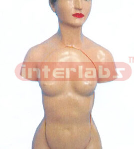 44 CM TALL, FEMALE TORSO, 14 PCS, WITH HEAD