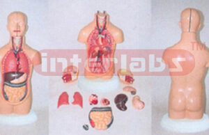 45 CM TALL, ASIA-TYPE SEXLESS, TORSO MODEL WITH ELLIPSE BASE