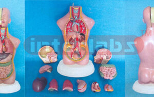 45 CM TALL, ASIA-TYPE SEXLESS, TORSO MODEL WITH ELLIPSE BASE AND ANAL-HALF FACE