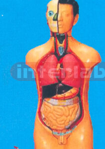 42 CM TALL MALE TORSO WITH 14 DISSECTIBLE PARTS