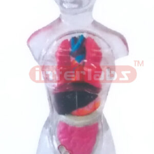 18 CM TALL TRANSPARENT FEMALE TORSO, 13 DISSECTIBLE PARTS. VISIBLE ORGANS