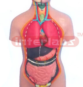 42 CM TALL,THREE SEX NUMBERED TORSO, 15 PCS, WITH HEAD