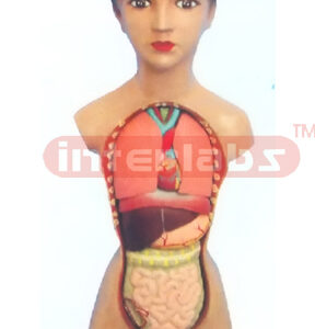 32 CM TALL, COLOURED FEMALE TORSO (15 PCS)